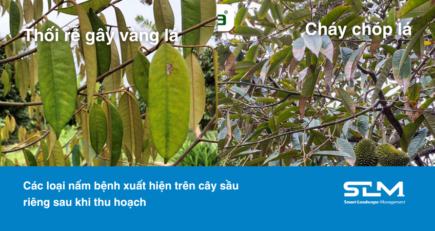 Một số loại bệnh xuất hiện trên cây sầu riêng sau thu hoạch cần lưu ý Một số loại bệnh xuất hiện trên cây sầu riêng sau thu hoạch cần lưu ý