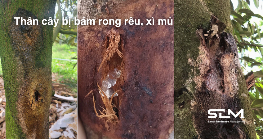 Bệnh xì mủ trên thân cây sầu riêng Bệnh xì mủ trên thân cây sầu riêng